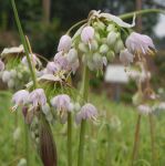 Nickender Schönlauch (Allium carinatum ssp. pulchellum)