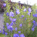 Pfirsichblättrige Glockenblume (Campanula persicifolia)