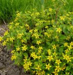 Goldkörbchen Andre Viette (Chrysogonum virginianum Andre Viette)